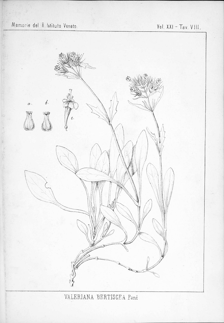 no HD illustration available (m5)