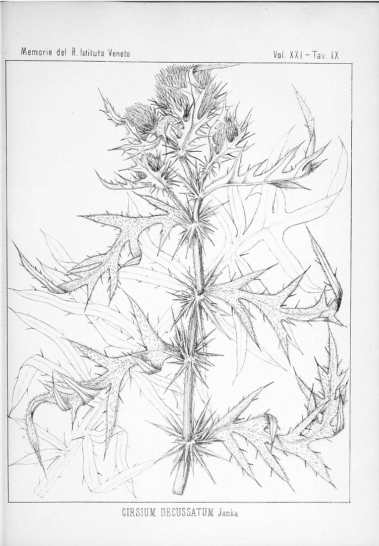 no HD illustration available (m5)