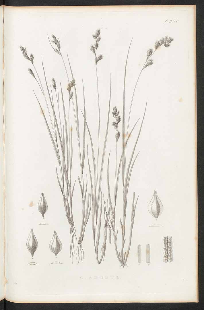 no HD illustration available (m5)