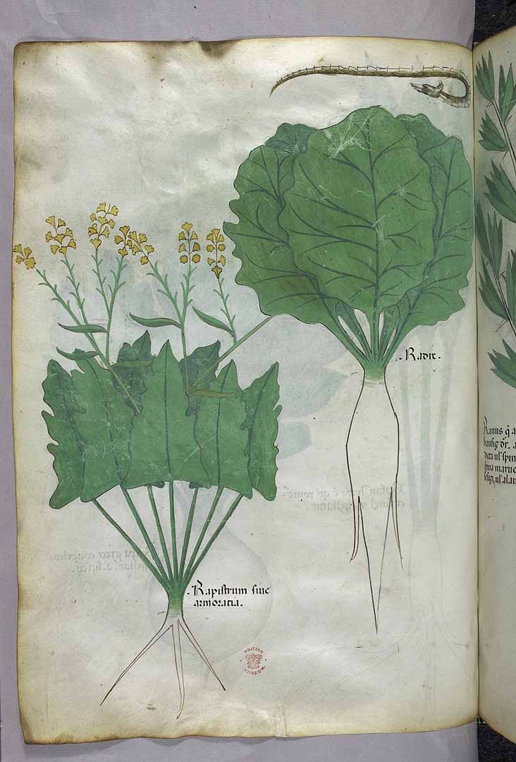 no HD illustration available (m5)