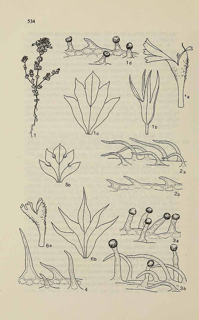 no HD illustration available (m5)