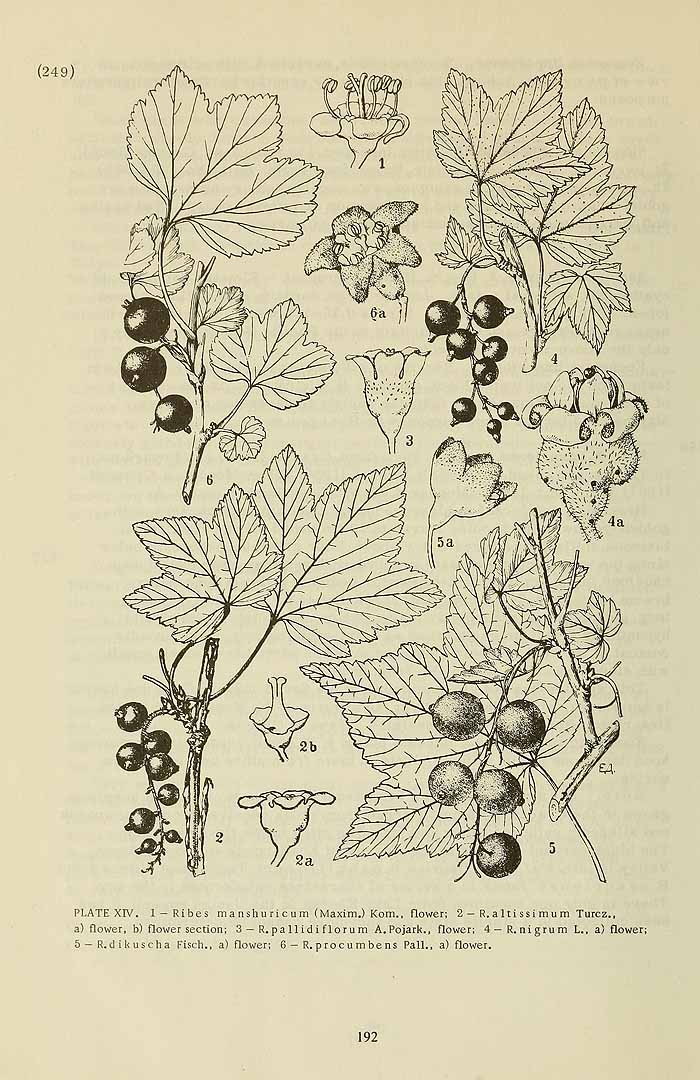 no HD illustration available (m5)
