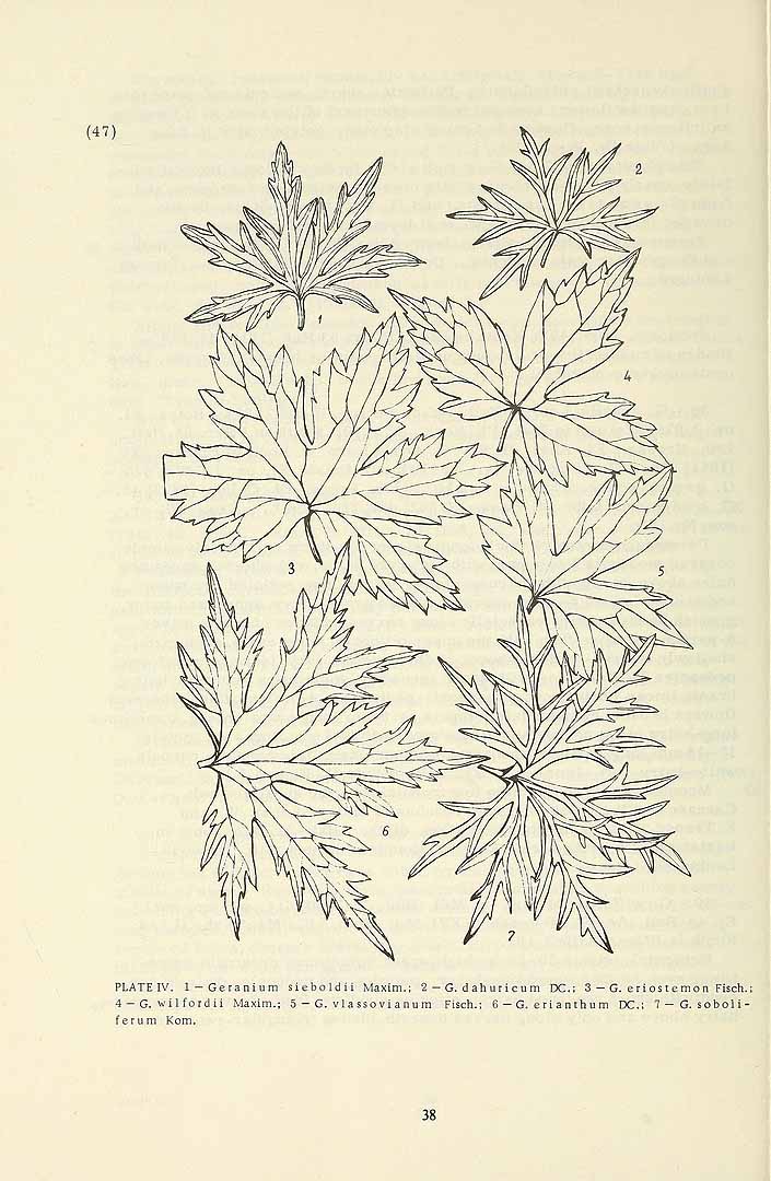 no HD illustration available (m5)