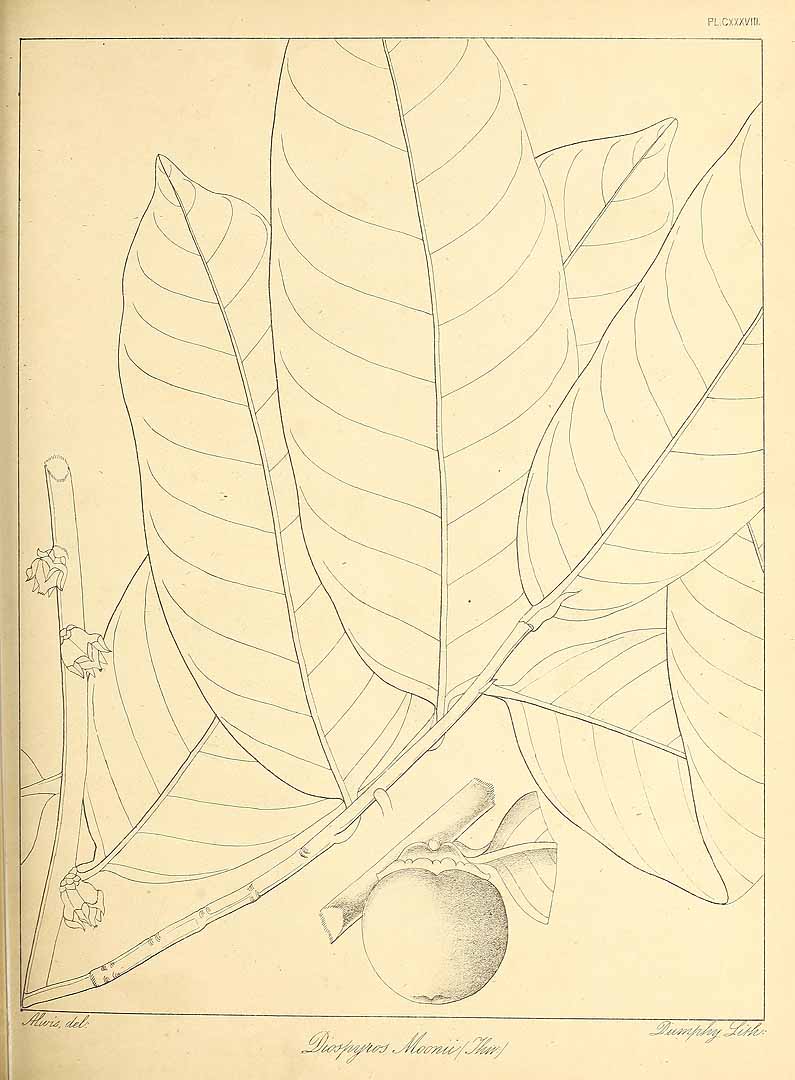 no HD illustration available (m5)