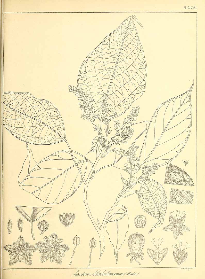 no HD illustration available (m5)