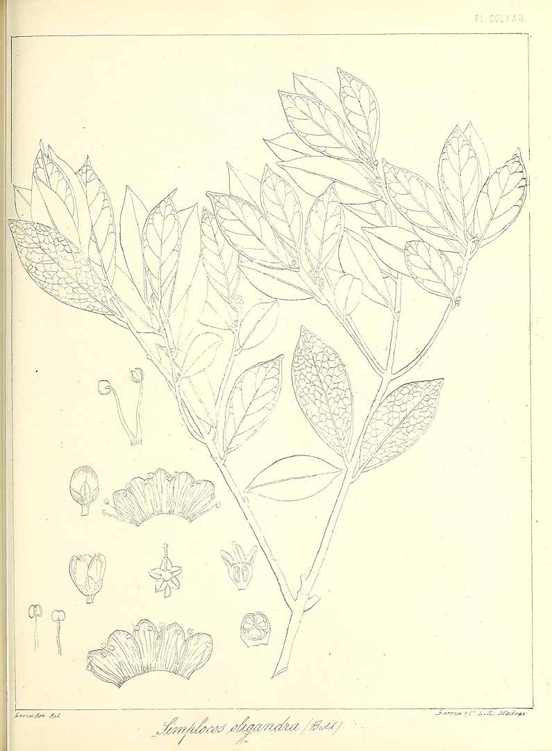 no HD illustration available (m5)