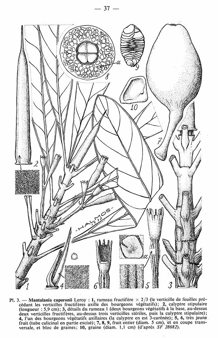 no HD illustration available (m5)