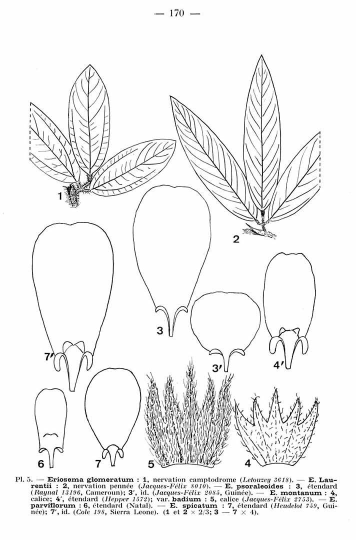 no HD illustration available (m5)