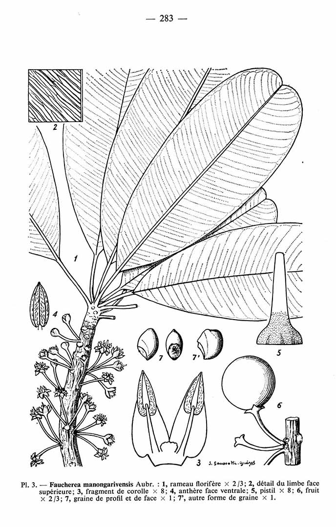 no HD illustration available (m5)