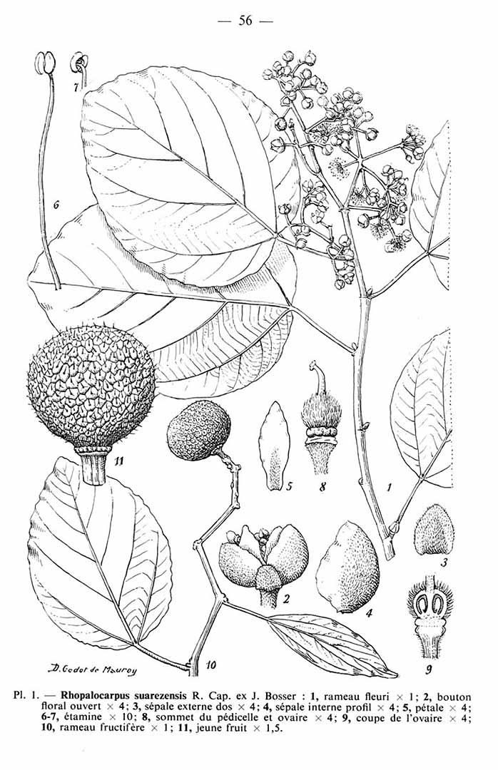 no HD illustration available (m5)