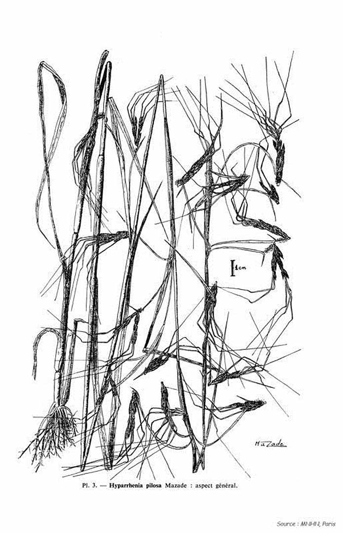 no HD illustration available (m5)