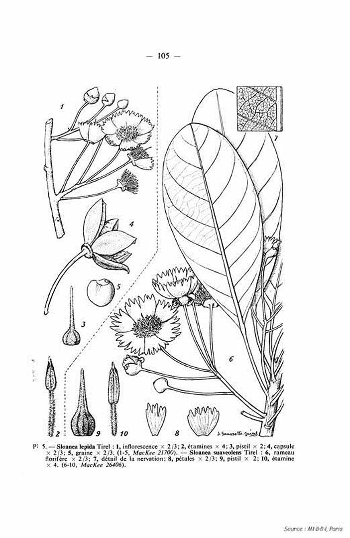 no HD illustration available (m5)