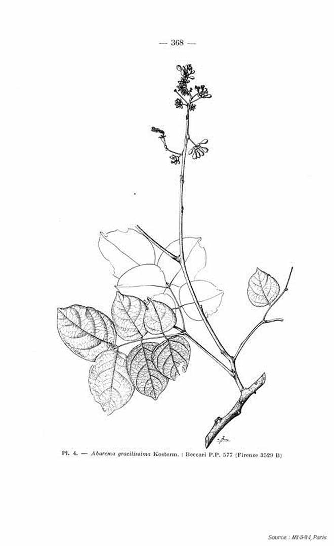 no HD illustration available (m5)