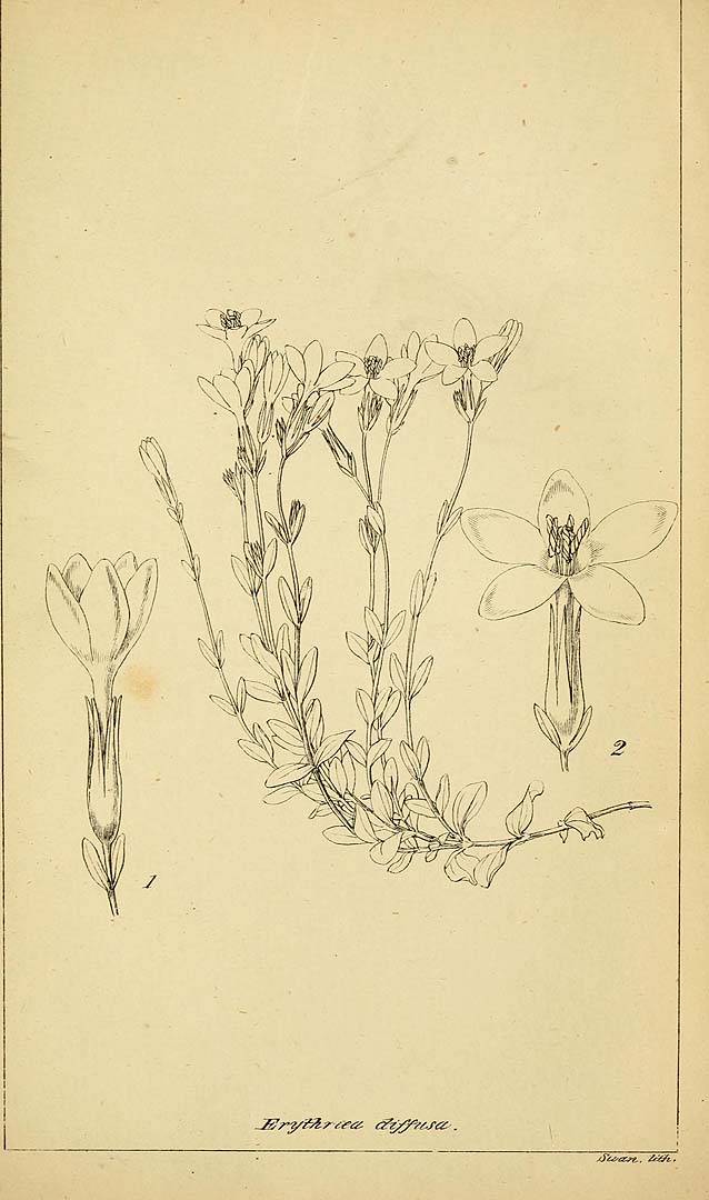 no HD illustration available (m5)