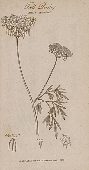 no HD illustration available (m5)