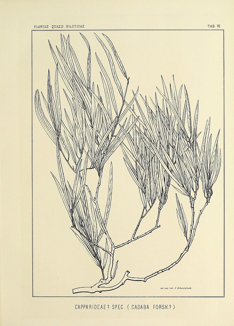 no HD illustration available (m5)