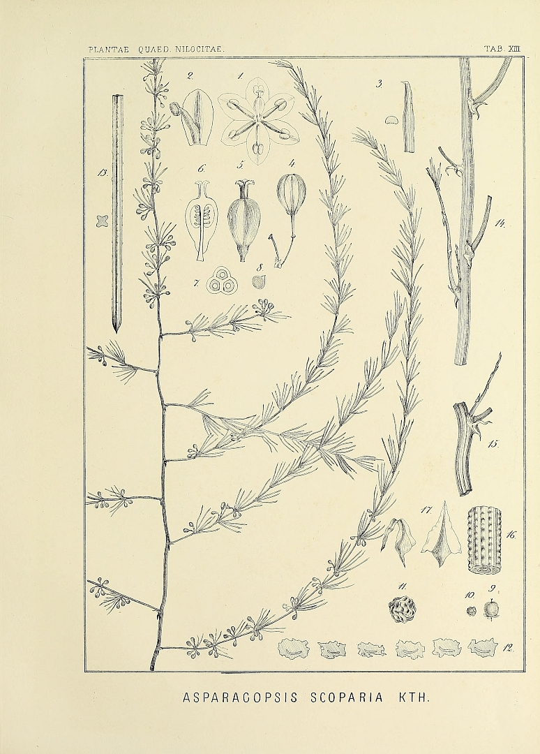 no HD illustration available (m5)