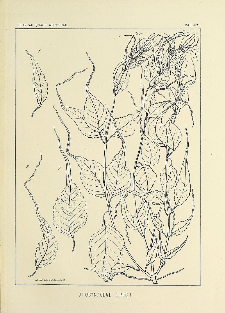 no HD illustration available (m5)