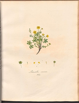 no HD illustration available (m5)