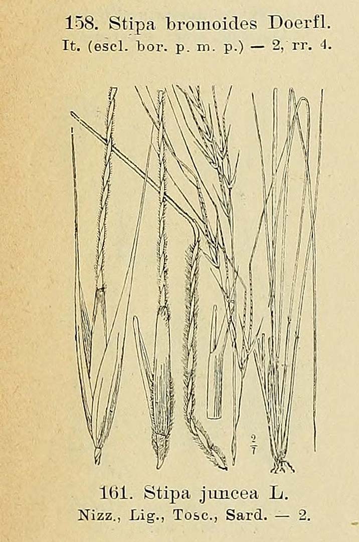 no HD illustration available (m5)