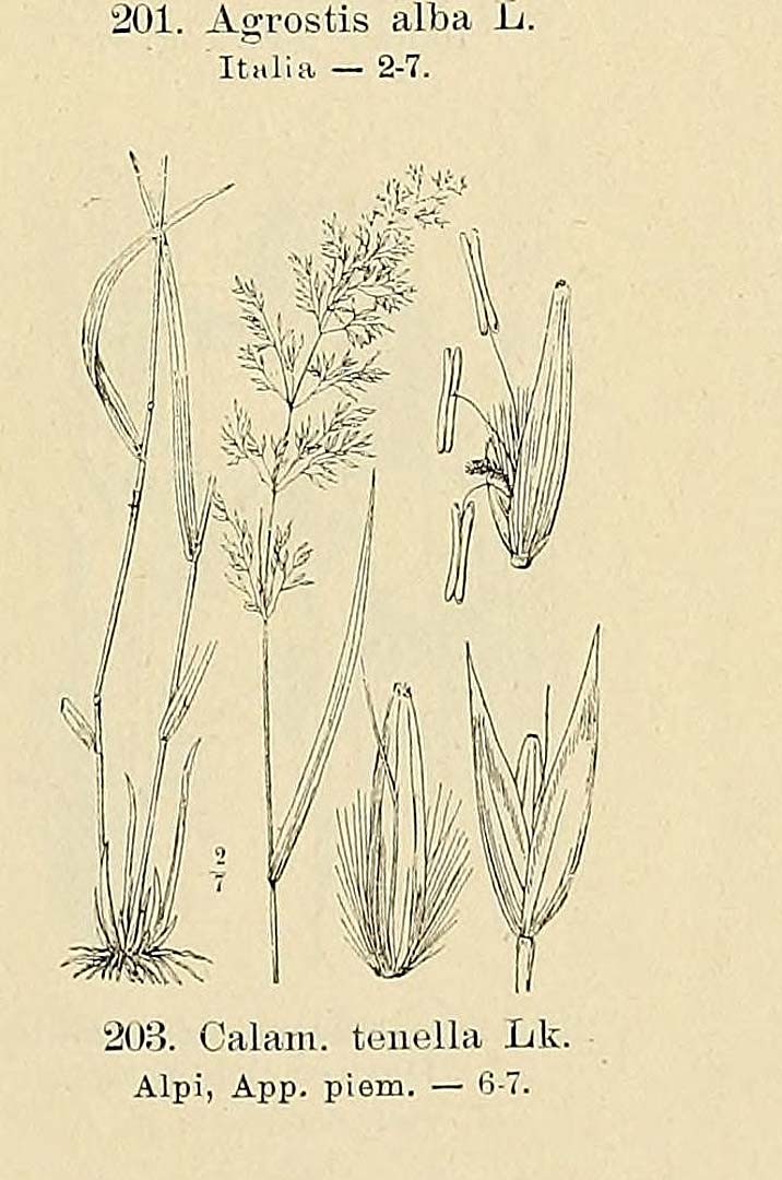no HD illustration available (m5)