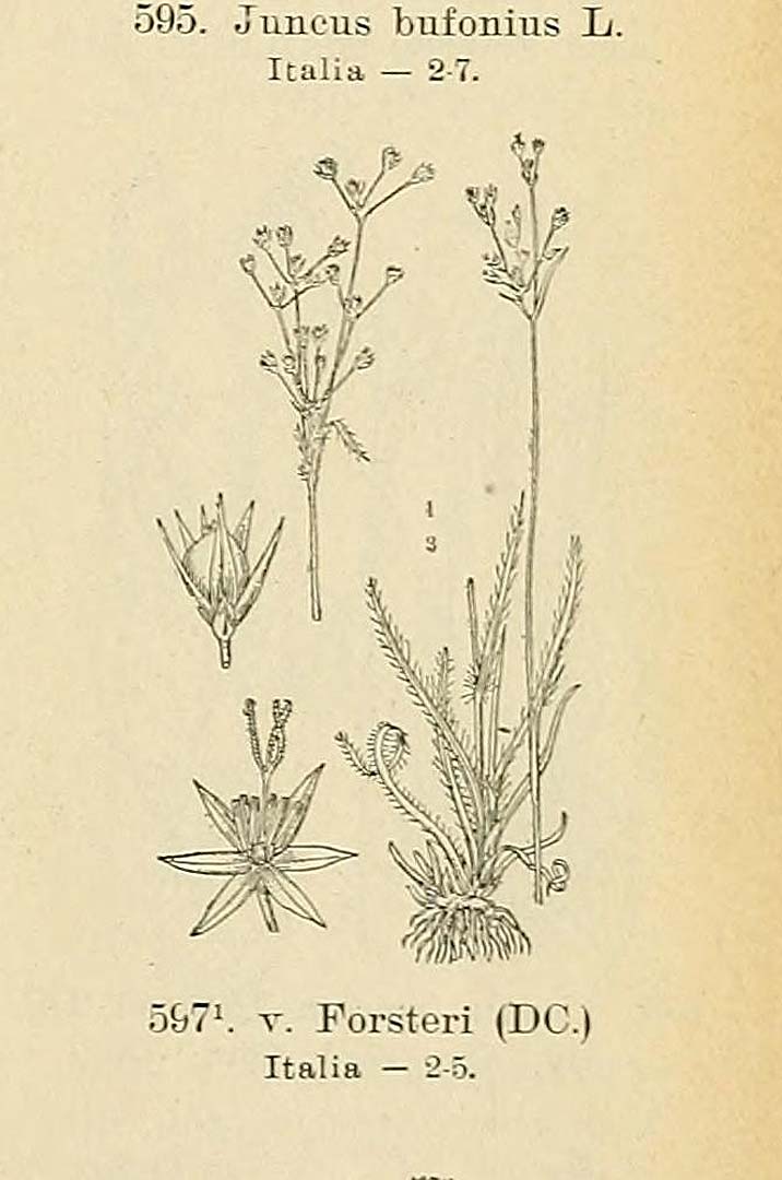no HD illustration available (m5)