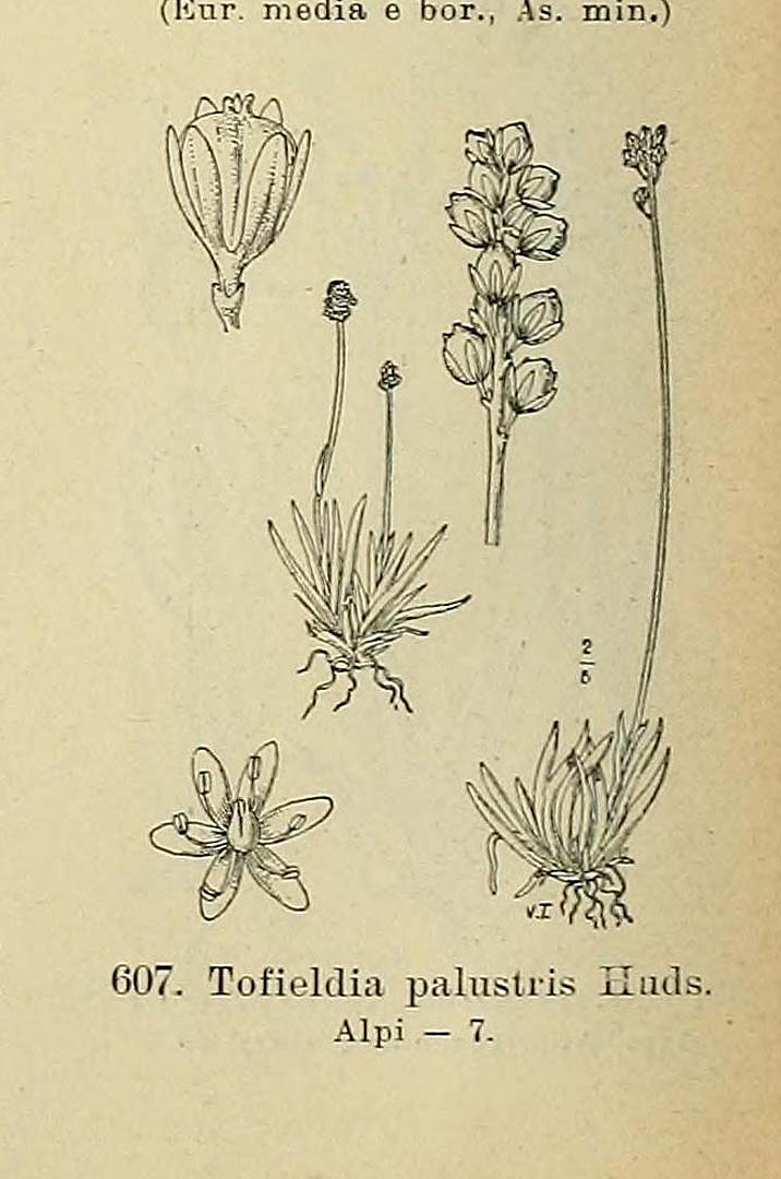 no HD illustration available (m5)