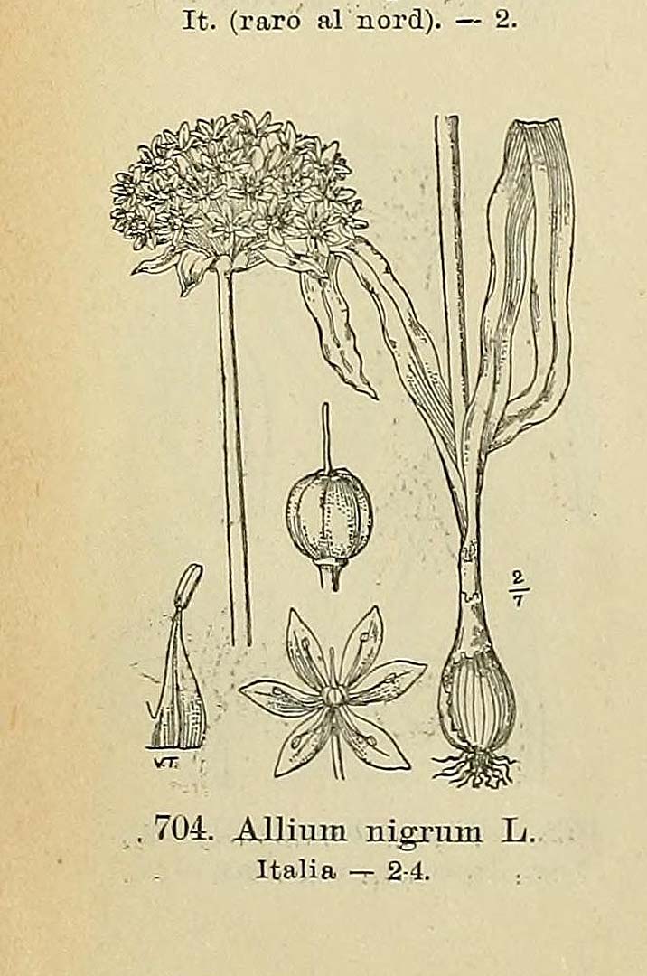 no HD illustration available (m5)