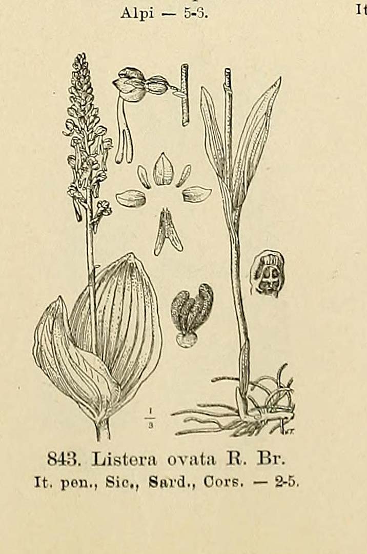 no HD illustration available (m5)