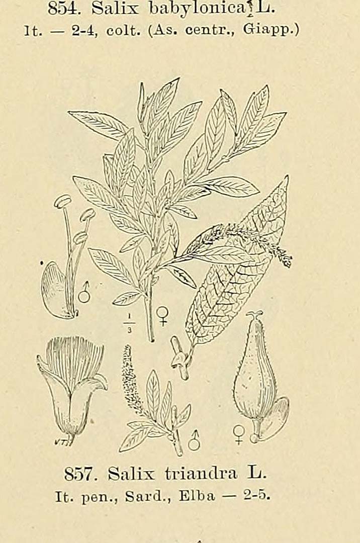 no HD illustration available (m5)