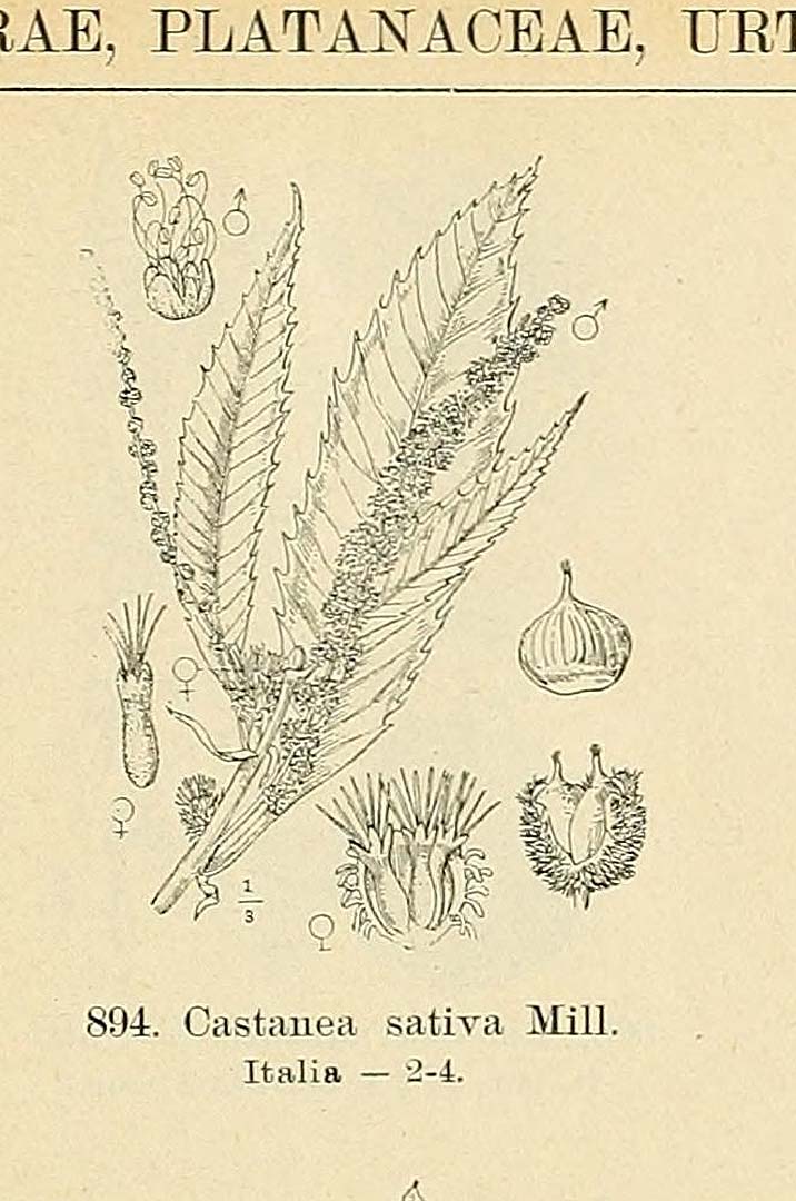 no HD illustration available (m5)