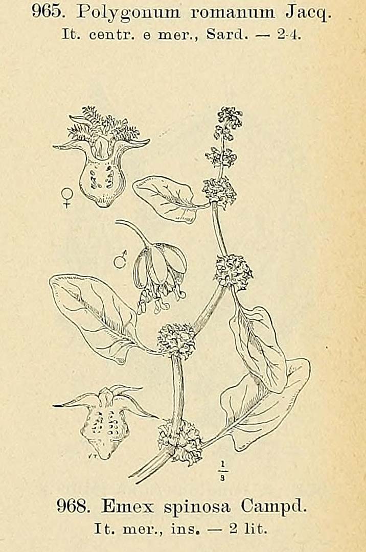 no HD illustration available (m5)
