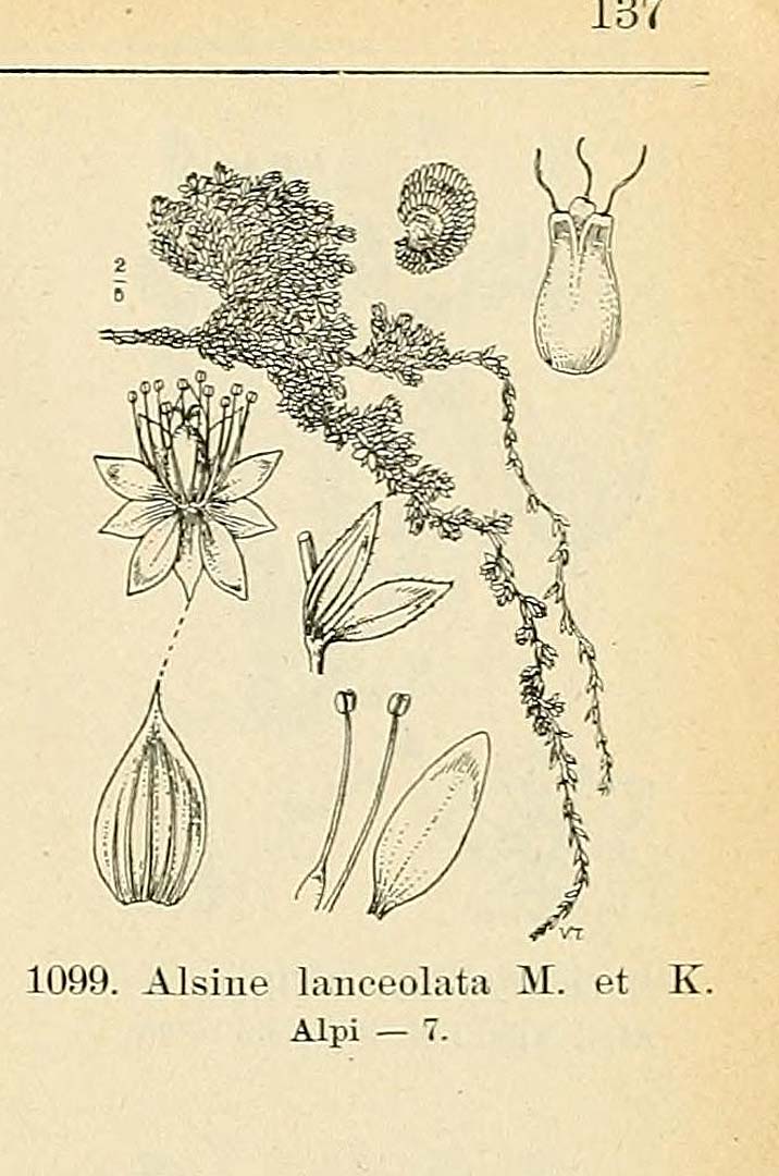 no HD illustration available (m5)