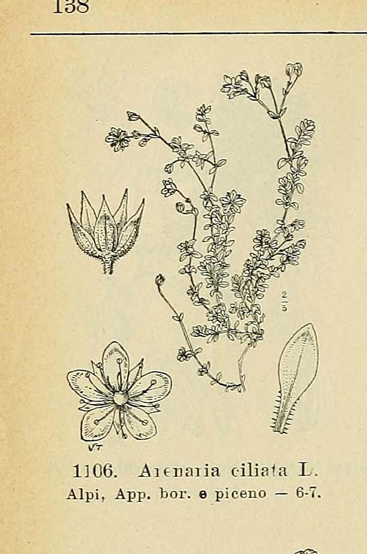 no HD illustration available (m5)