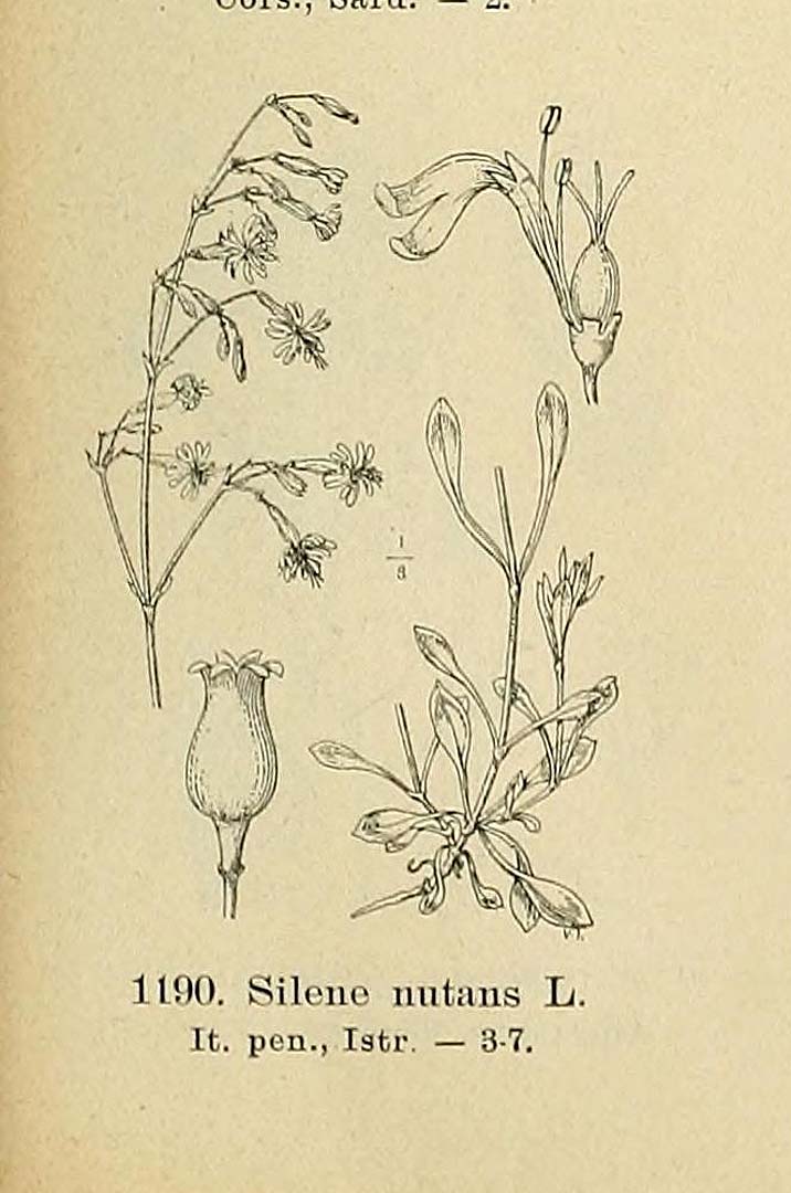no HD illustration available (m1)