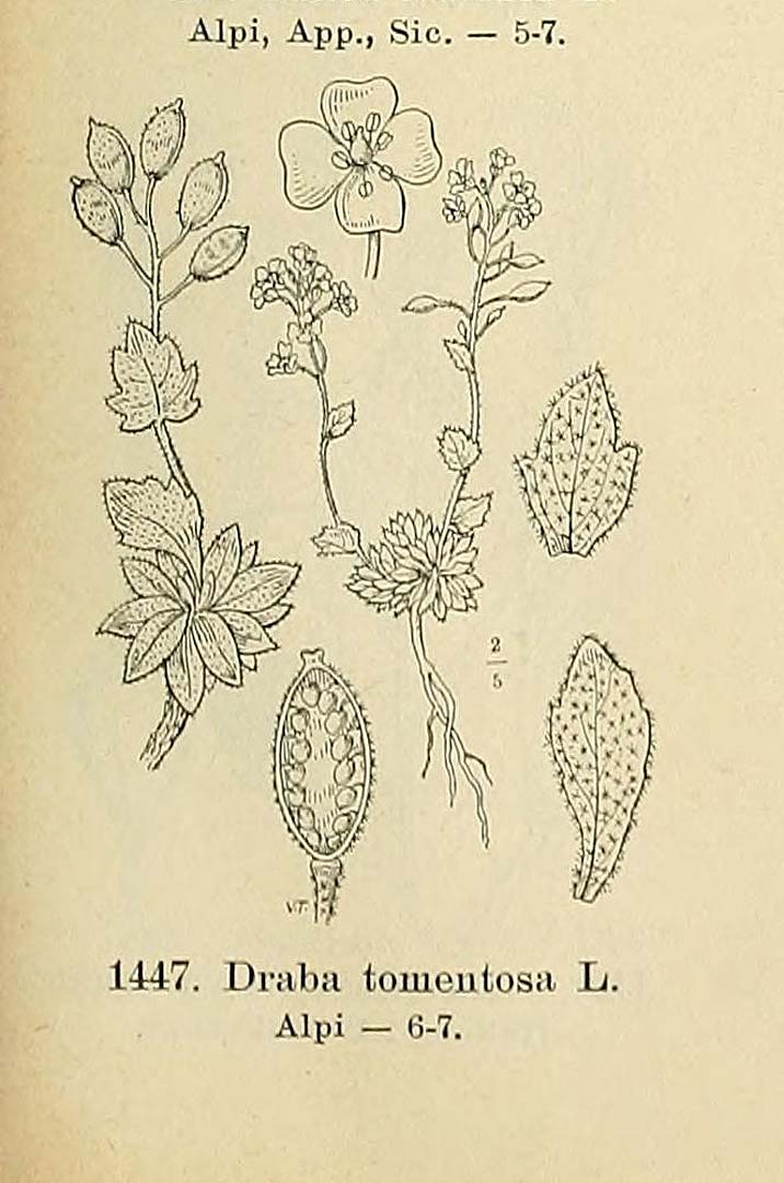 no HD illustration available (m5)