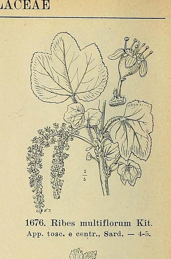 no HD illustration available (m5)