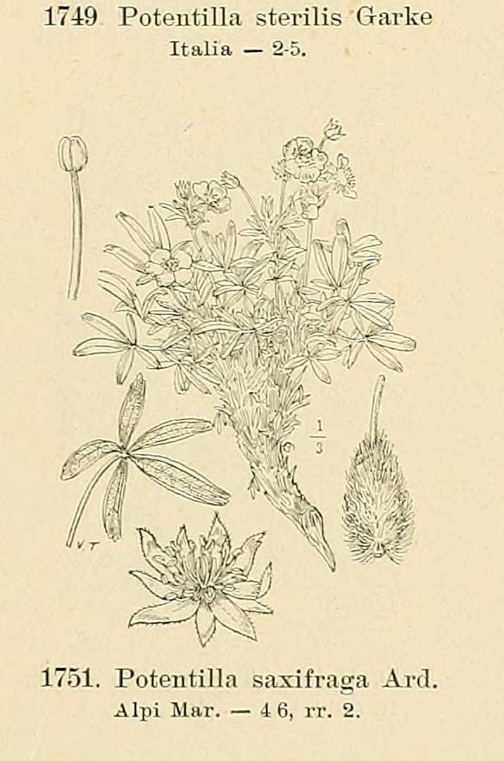 no HD illustration available (m5)