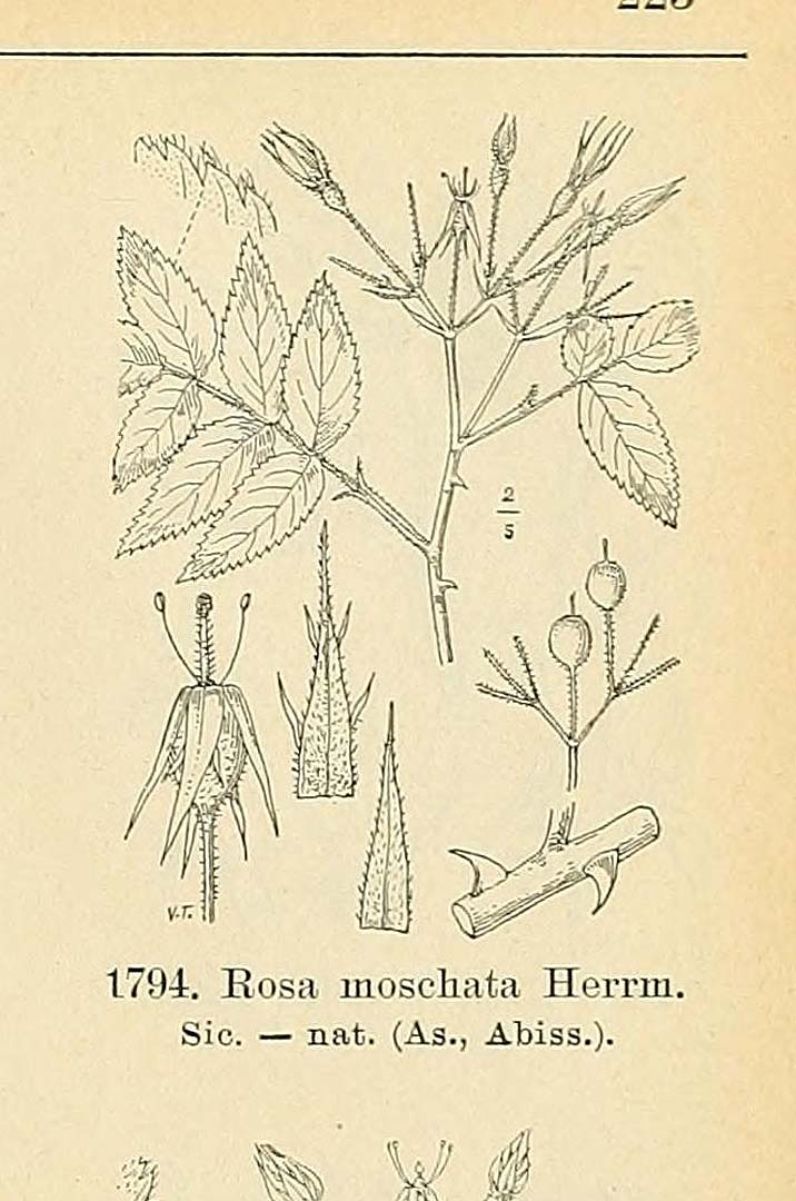 no HD illustration available (m5)