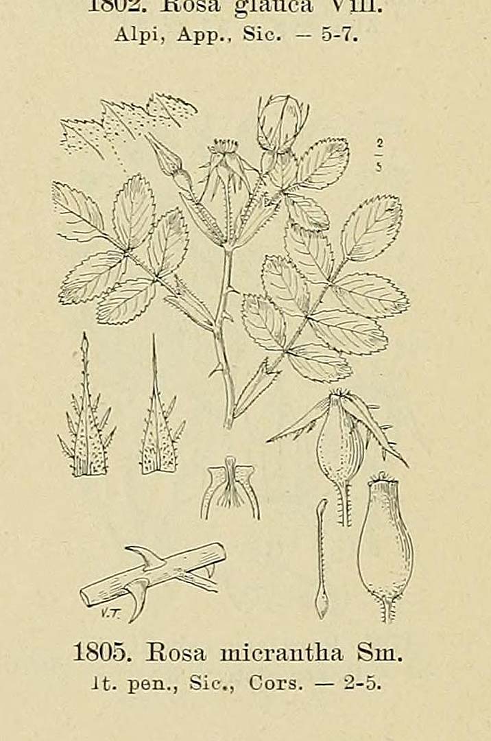 no HD illustration available (m5)