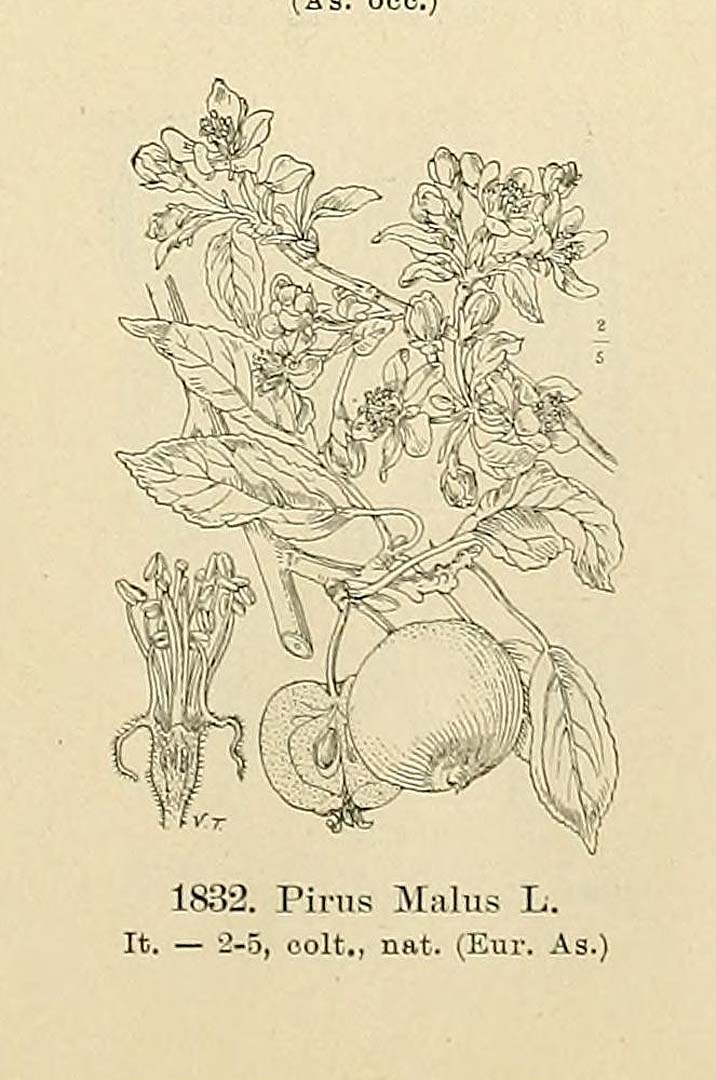 no HD illustration available (m5)