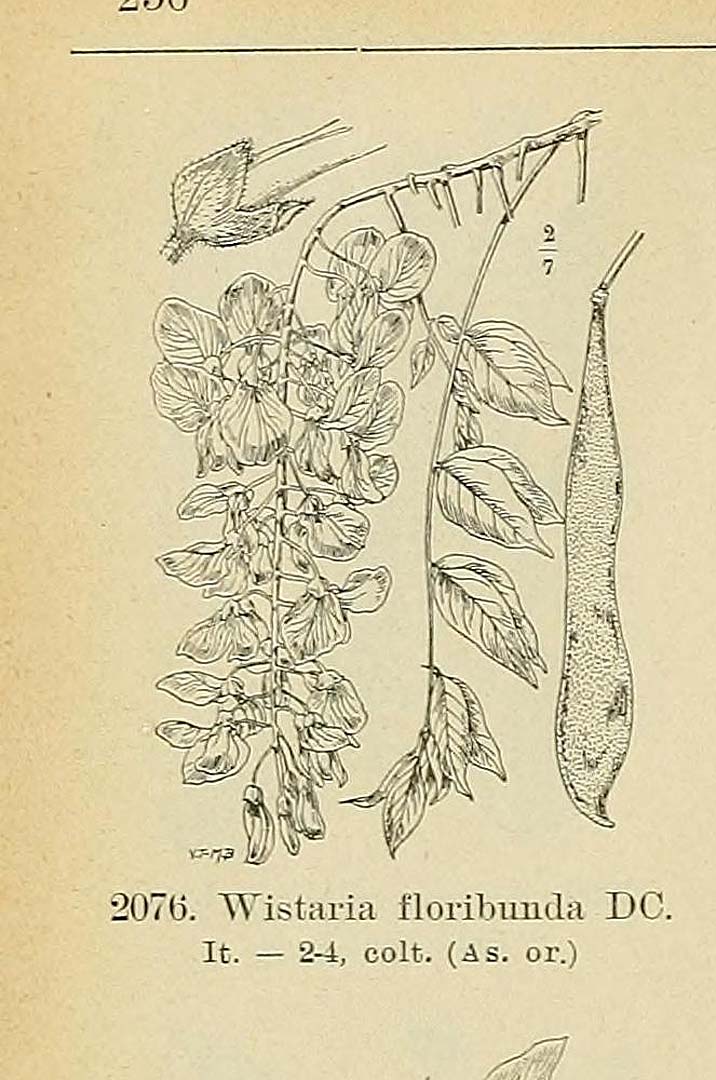 no HD illustration available (m5)