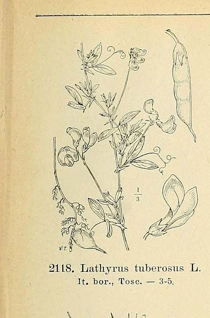 no HD illustration available (m5)