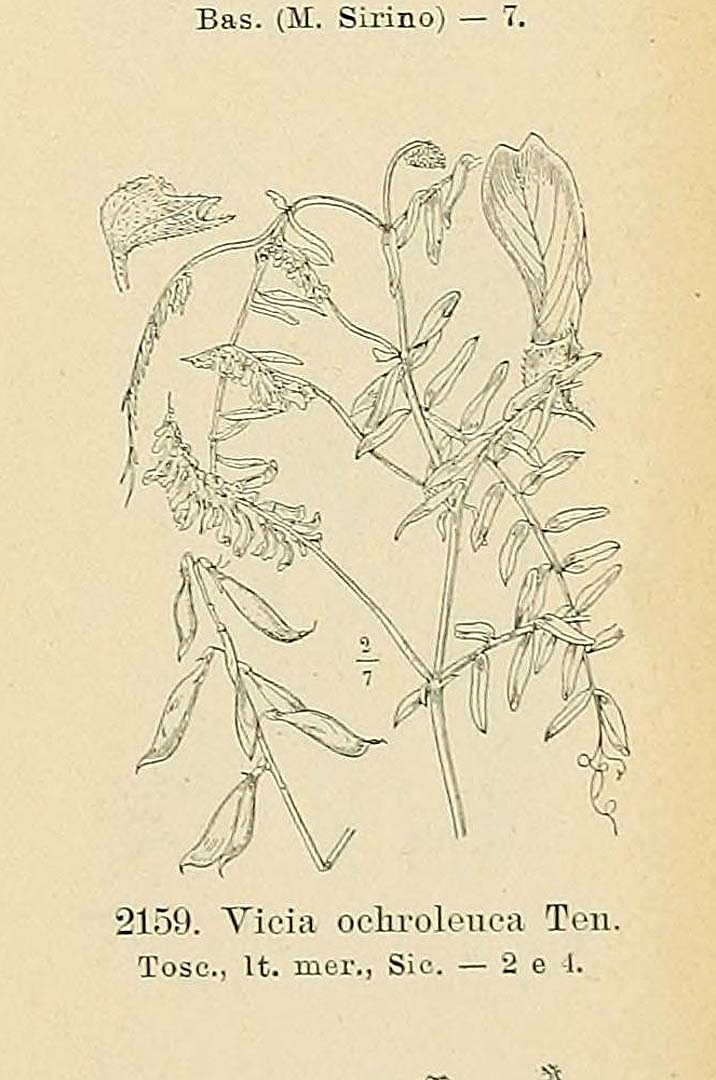no HD illustration available (m5)