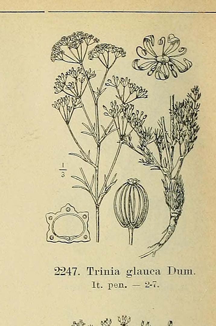 no HD illustration available (m5)