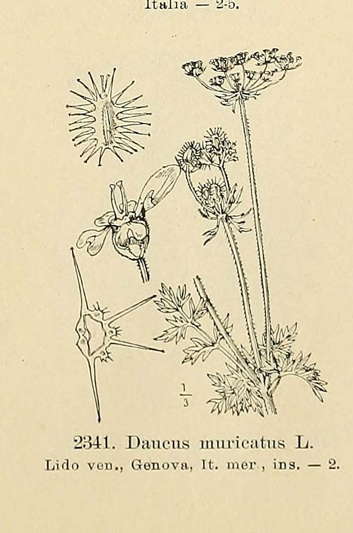 no HD illustration available (m5)