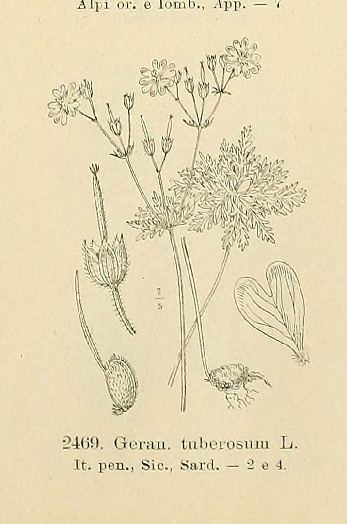 no HD illustration available (m5)