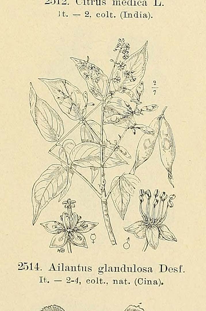 no HD illustration available (m5)