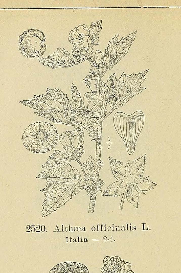 no HD illustration available (m5)