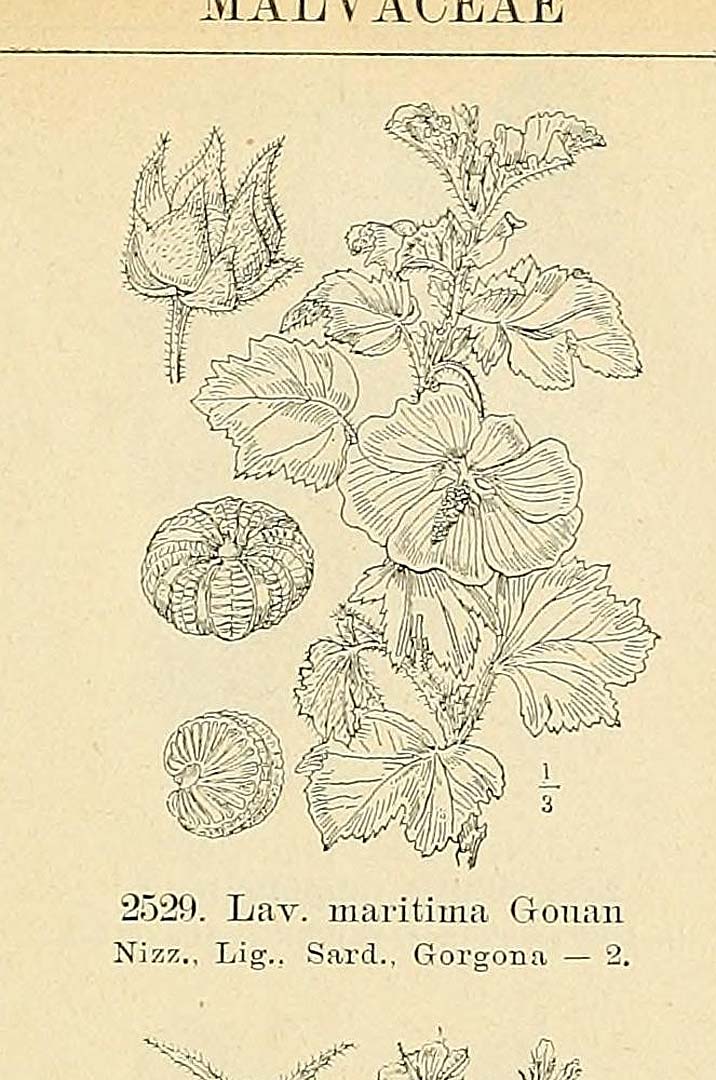 no HD illustration available (m5)